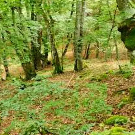 Il Nido Delle Rondini