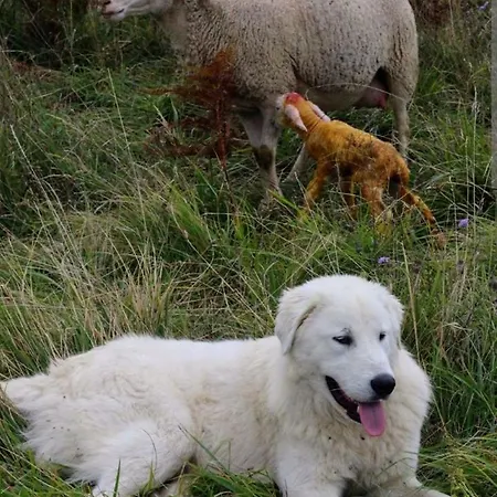 Il Nido Delle Rondini Apartment