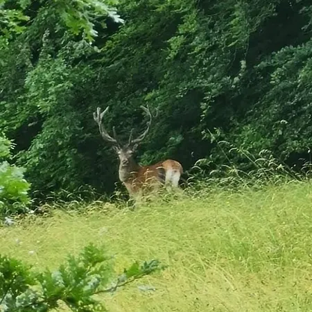 Apartment Il Nido Delle Rondini